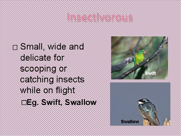 Insectivorous � Small, wide and delicate for scooping or catching insects while on flight