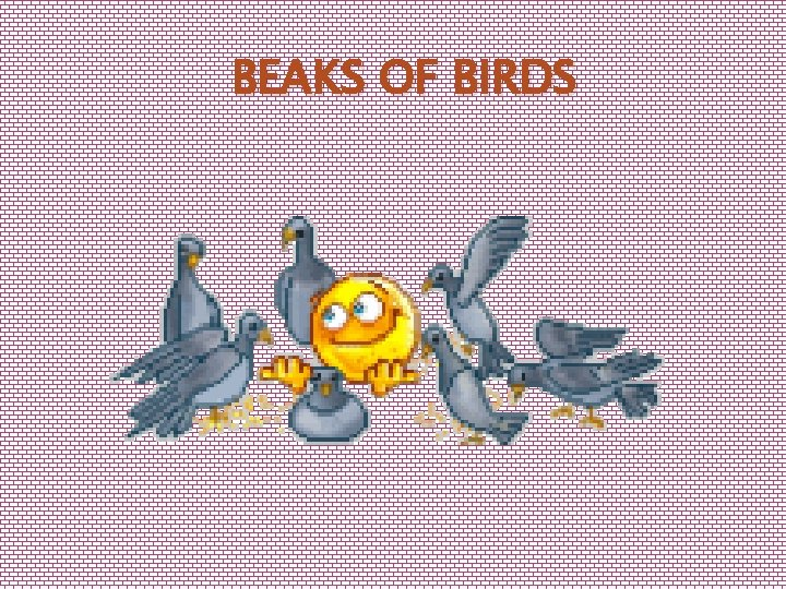 BEAKS OF BIRDS 