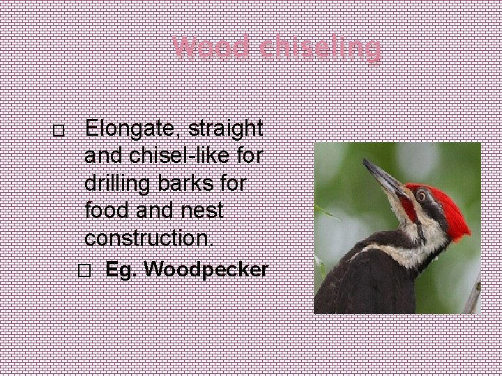 Wood chiseling � Elongate, straight and chisel-like for drilling barks for food and nest