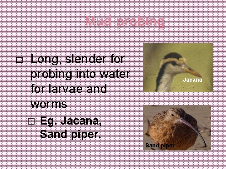 Mud probing � Long, slender for probing into water for larvae and worms �