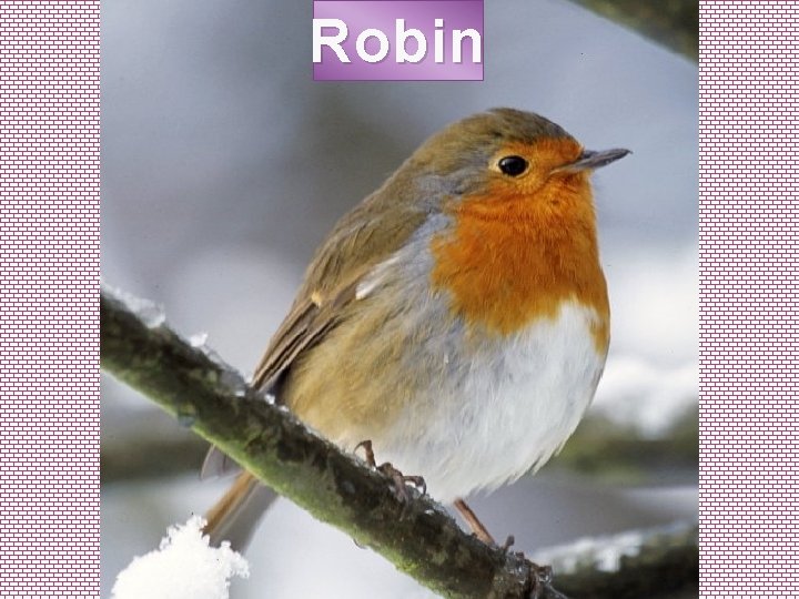 Robin 