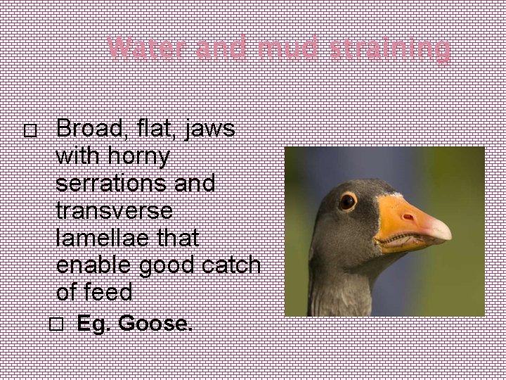 Water and mud straining � Broad, flat, jaws with horny serrations and transverse lamellae