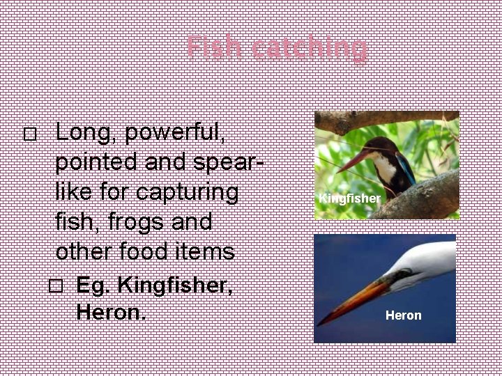 Fish catching � Long, powerful, pointed and spearlike for capturing fish, frogs and other