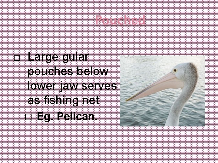 Pouched � Large gular pouches below lower jaw serves as fishing net � Eg.