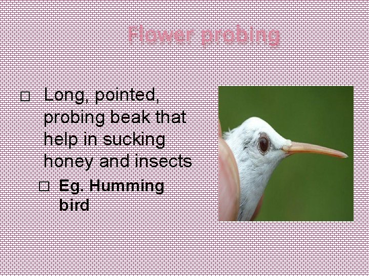 Flower probing � Long, pointed, probing beak that help in sucking honey and insects