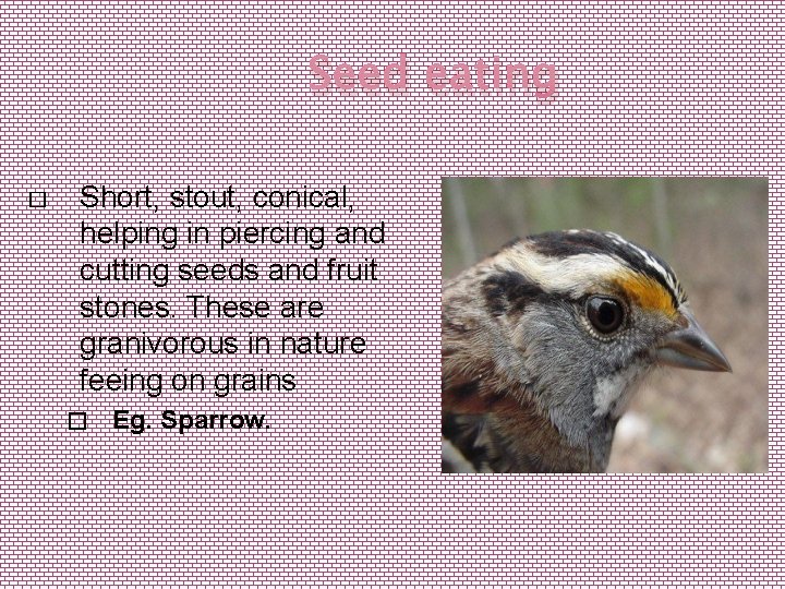 Seed eating � Short, stout, conical, helping in piercing and cutting seeds and fruit