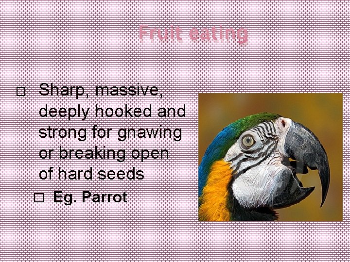 Fruit eating � Sharp, massive, deeply hooked and strong for gnawing or breaking open