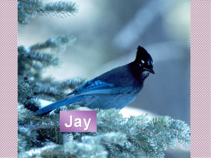 Jay 