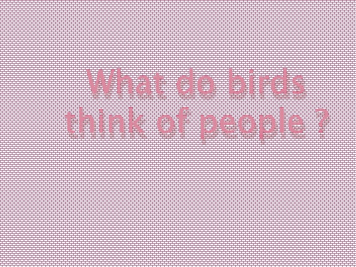 What do birds think of people ? 