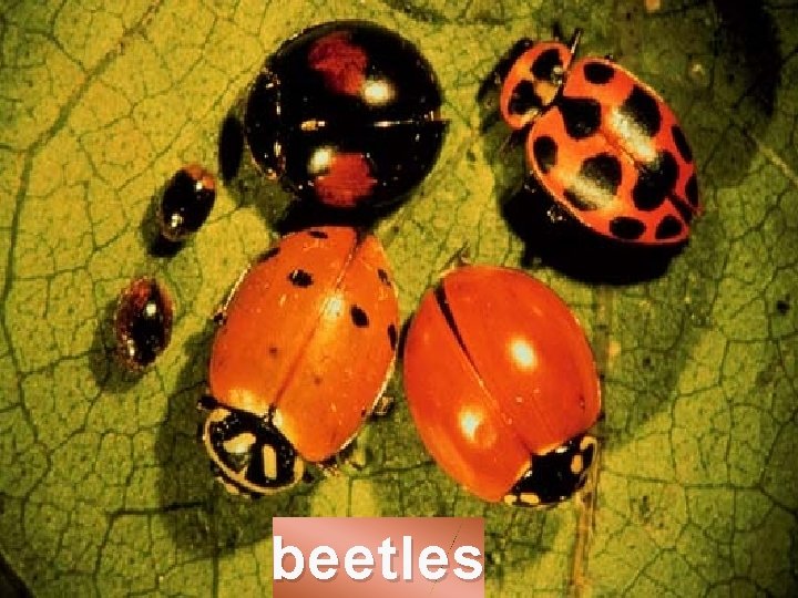 beetles 