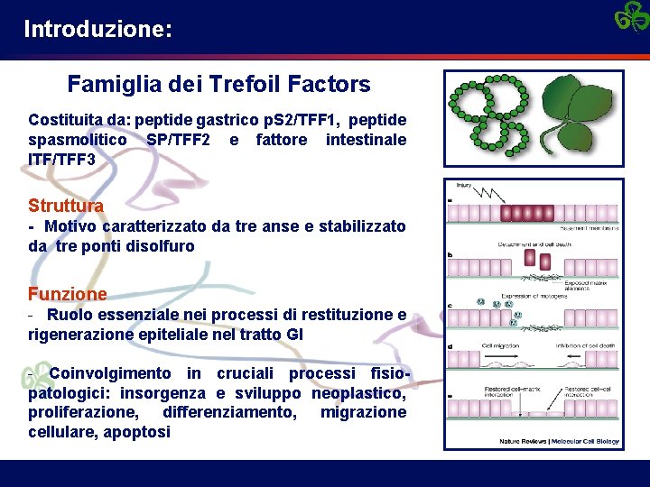 Introduzione: Famiglia dei Trefoil Factors Costituita da: peptide gastrico p. S 2/TFF 1, peptide