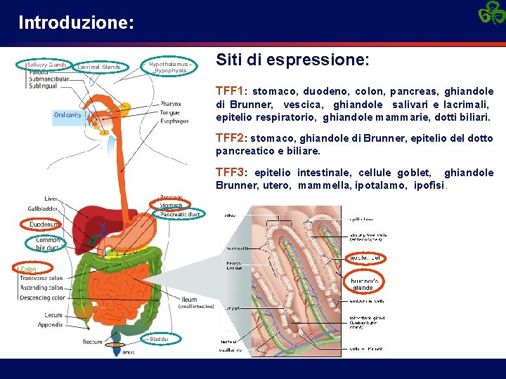 Introduzione: Lacrimal Glands Hypothalamus – Hypophysis Siti di espressione: TFF 1: stomaco, duodeno, colon,