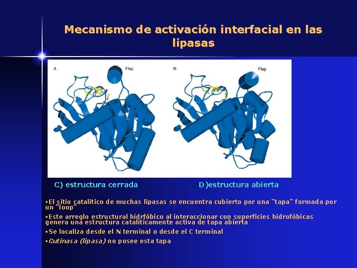 Mecanismo de activación interfacial en las lipasas C) estructura cerrada D)estructura abierta • El
