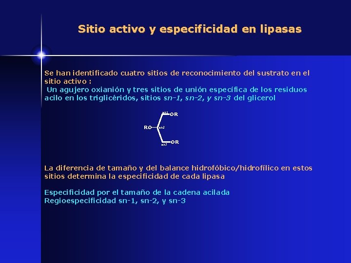 Sitio activo y especificidad en lipasas Se han identificado cuatro sitios de reconocimiento del