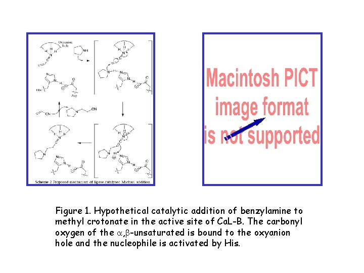 Figure 1. Hypothetical catalytic addition of benzylamine to methyl crotonate in the active site