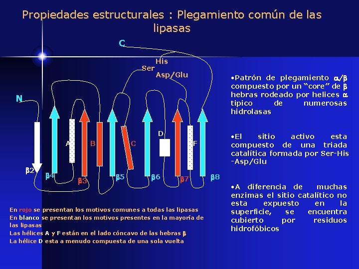 Propiedades estructurales : Plegamiento común de las lipasas C Ser His Asp/Glu • Patrón