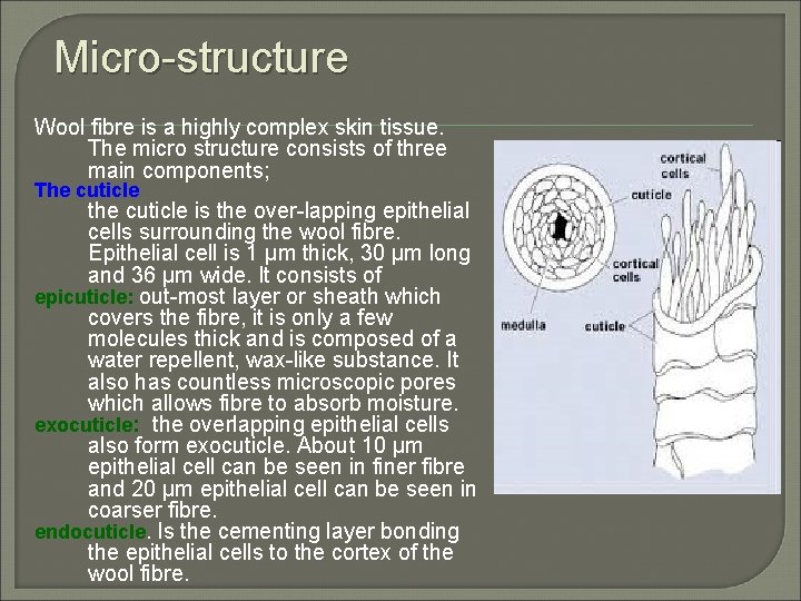 Micro-structure Wool fibre is a highly complex skin tissue. The micro structure consists of