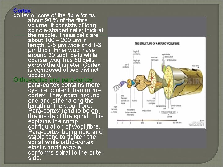 Cortex cortex or core of the fibre forms about 90 % of the fibre