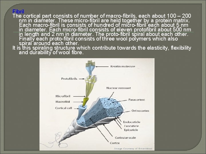 Fibril The cortical part consists of number of macro-fibrils, each about 100 – 200