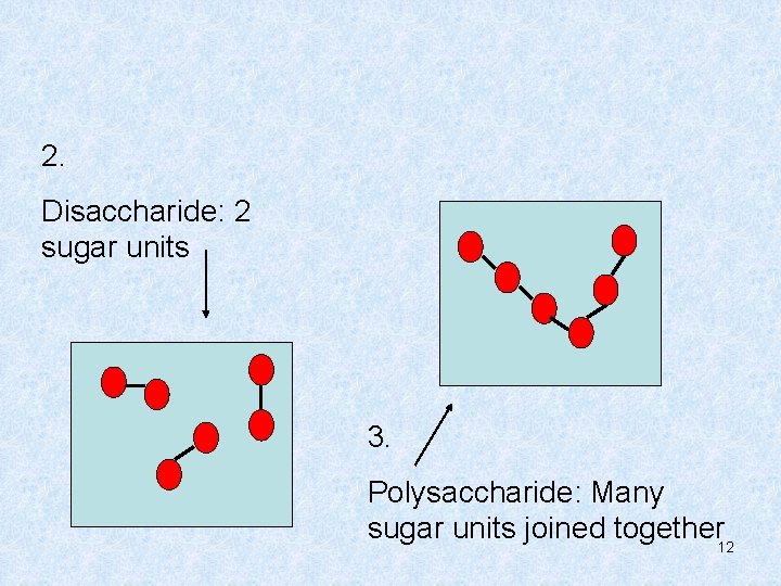 2. Disaccharide: 2 sugar units 3. Polysaccharide: Many sugar units joined together 12 