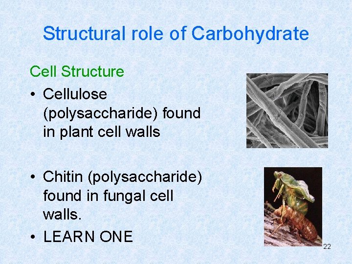 Structural role of Carbohydrate Cell Structure • Cellulose (polysaccharide) found in plant cell walls