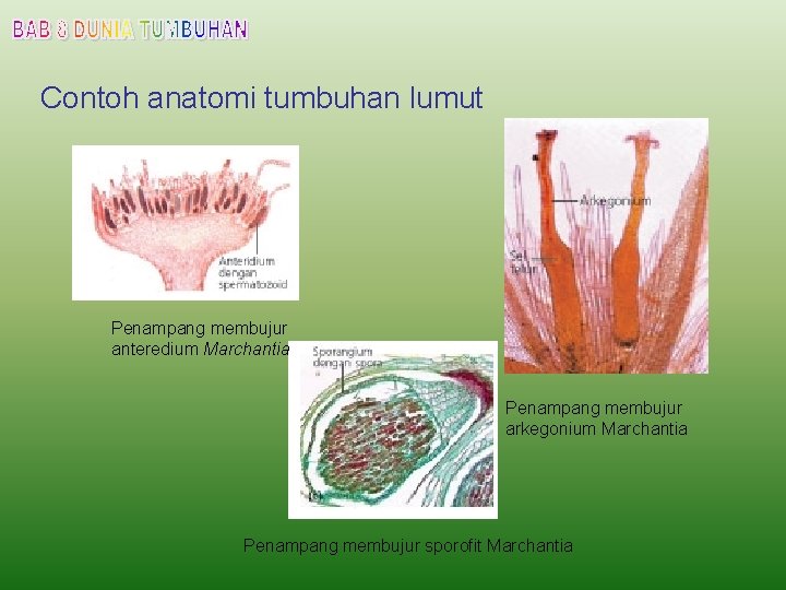 Contoh anatomi tumbuhan lumut Penampang membujur anteredium Marchantia Penampang membujur arkegonium Marchantia Penampang membujur