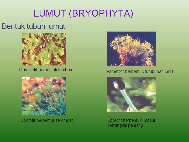LUMUT (BRYOPHYTA) Bentuk tubuh lumut Gametofit berbentuk lembaran Sporofit berbentuk terompet Gametofit berbentuk tumbuhan