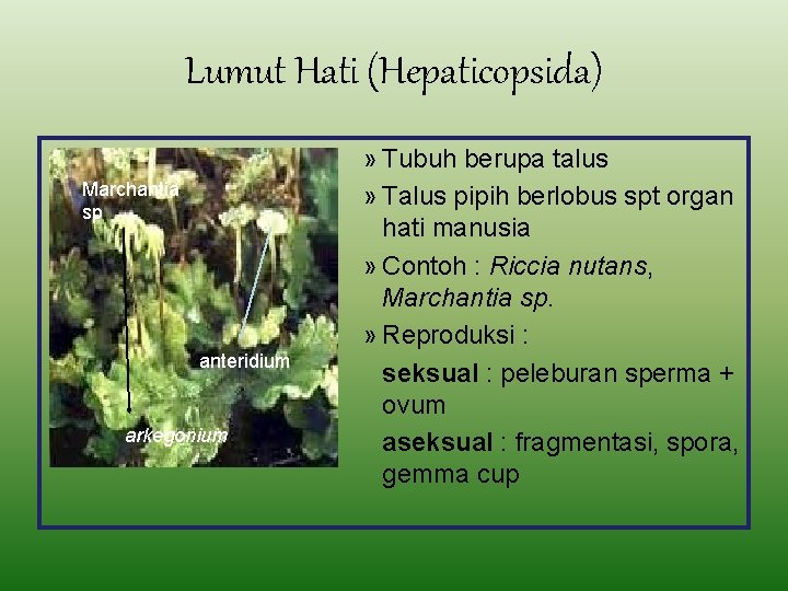 Lumut Hati (Hepaticopsida) Marchantia sp anteridium arkegonium » Tubuh berupa talus » Talus pipih