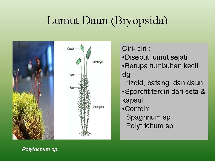 Lumut Daun (Bryopsida) Ciri- ciri : • Disebut lumut sejati • Berupa tumbuhan kecil