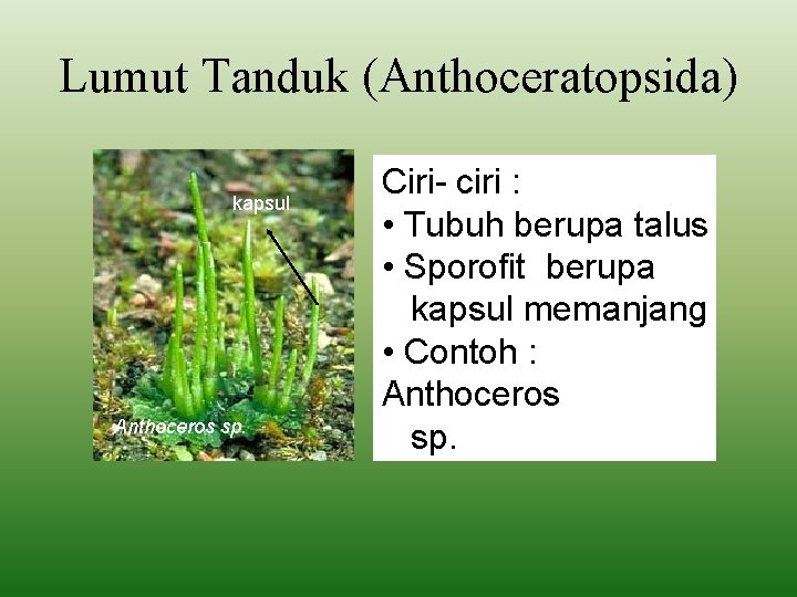 Lumut Tanduk (Anthoceratopsida) kapsul Anthoceros sp. Ciri- ciri : • Tubuh berupa talus •