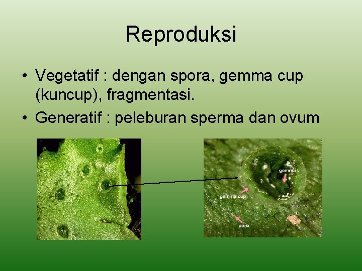 Reproduksi • Vegetatif : dengan spora, gemma cup (kuncup), fragmentasi. • Generatif : peleburan