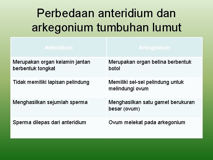 Perbedaan anteridium dan arkegonium tumbuhan lumut Anteridium Arkegonium Merupakan organ kelamin jantan berbentuk tongkat