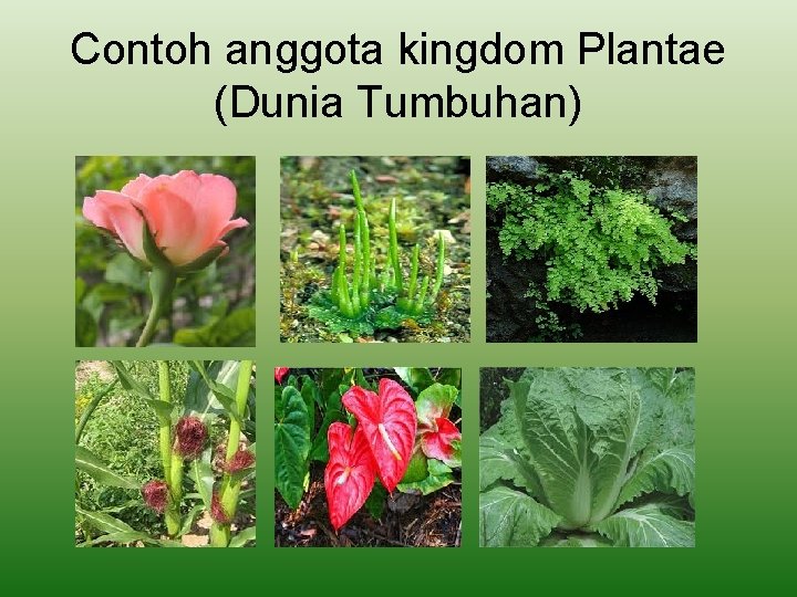 Contoh anggota kingdom Plantae (Dunia Tumbuhan) 