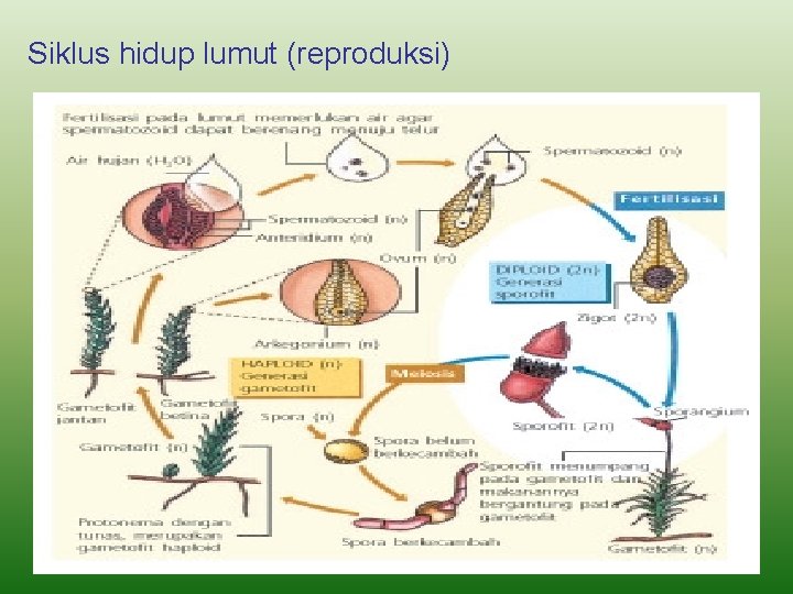 Siklus hidup lumut (reproduksi) 