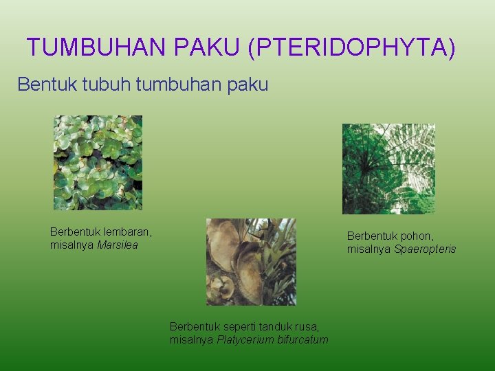 TUMBUHAN PAKU (PTERIDOPHYTA) Bentuk tubuh tumbuhan paku Berbentuk lembaran, misalnya Marsilea Berbentuk pohon, misalnya