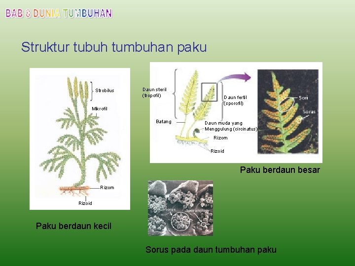 Struktur tubuh tumbuhan paku Strobilus Daun steril (tropofil) Daun fertil (sporofil) Mikrofil Batang Daun