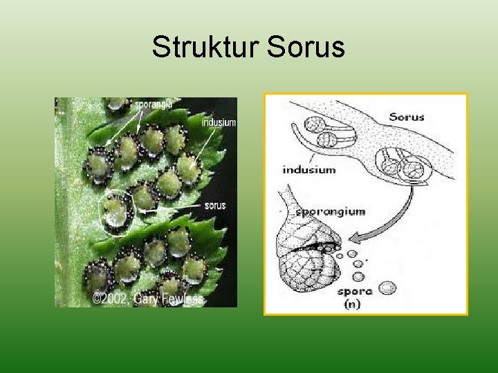 Struktur Sorus 