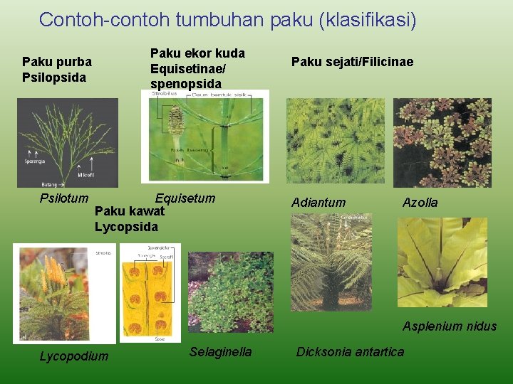Contoh-contoh tumbuhan paku (klasifikasi) Paku ekor kuda Equisetinae/ spenopsida Paku purba Psilopsida Psilotum Equisetum