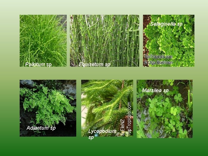 Selaginella sp Psilotum sp. Equisetum sp Marsilea sp Adiantum sp Lycopodium sp 