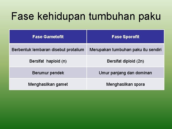 Fase kehidupan tumbuhan paku Fase Gametofit Fase Sporofit Berbentuk lembaran disebut protalium Merupakan tumbuhan