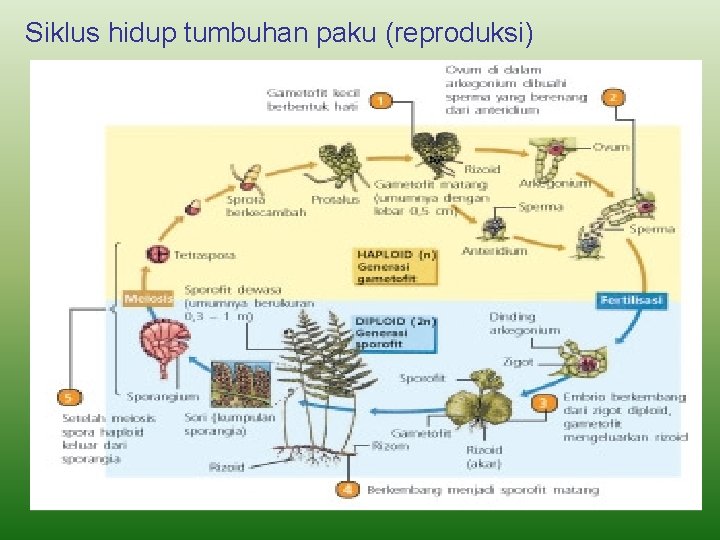 Siklus hidup tumbuhan paku (reproduksi) 