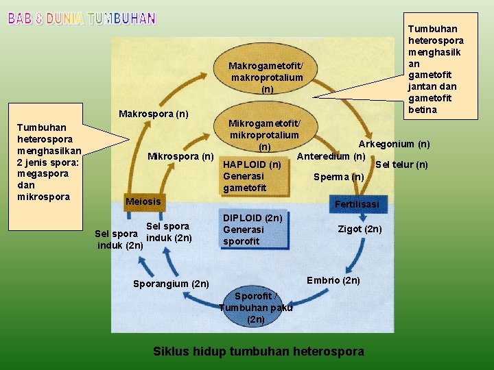 Tumbuhan heterospora menghasilk an gametofit jantan dan gametofit betina Makrogametofit/ makroprotalium (n) Makrospora (n)