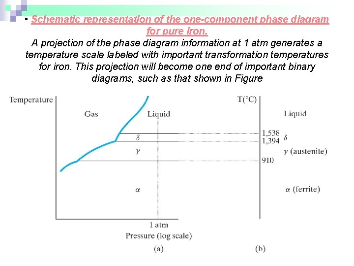  • Schematic representation of the one-component phase diagram for pure iron. A projection