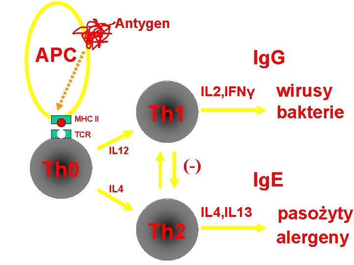 Antygen APC Ig. G IL 2, IFNγ Th 1 MHC II wirusy bakterie TCR