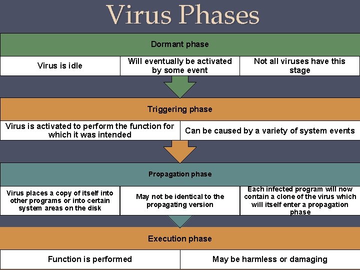 Virus Phases Dormant phase Virus is idle Will eventually be activated by some event