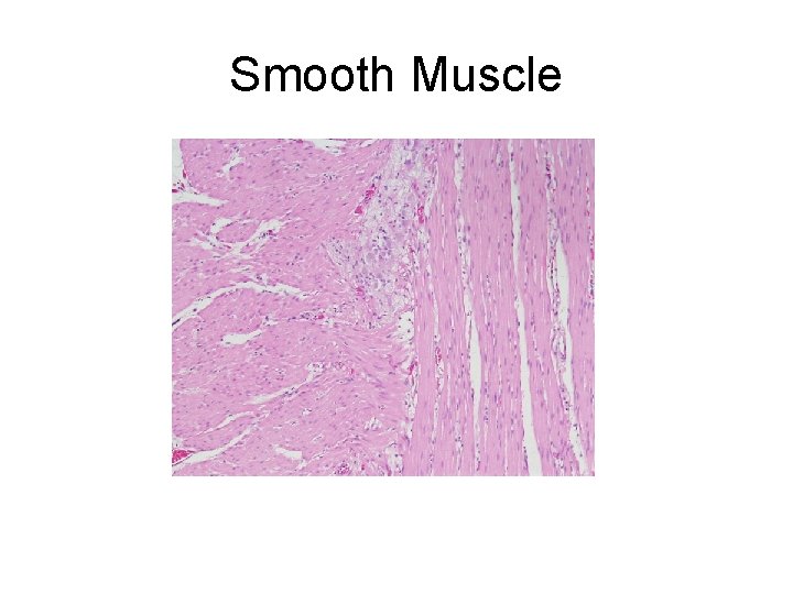 Smooth Muscle 