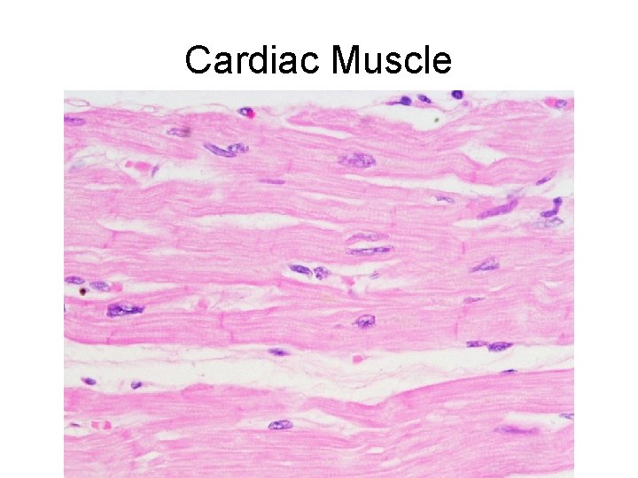 Cardiac Muscle 