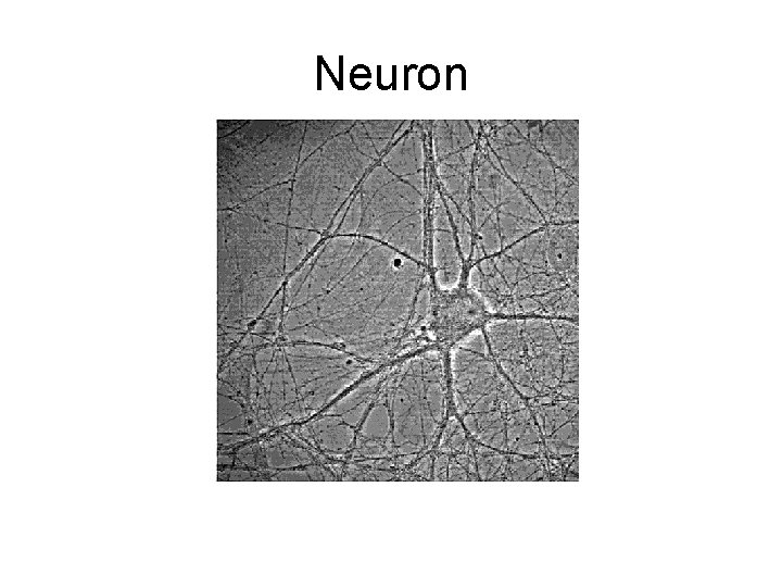 Neuron 