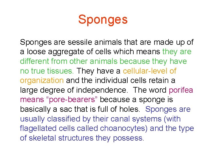 Sponges are sessile animals that are made up of a loose aggregate of cells