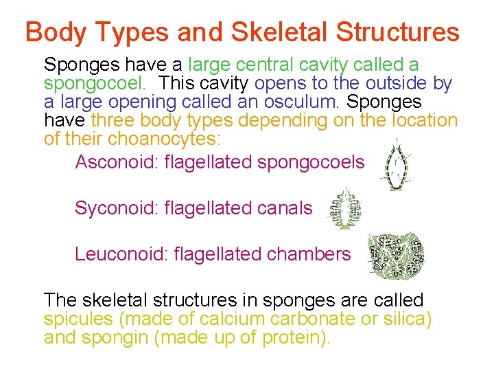 Body Types and Skeletal Structures Sponges have a large central cavity called a spongocoel.